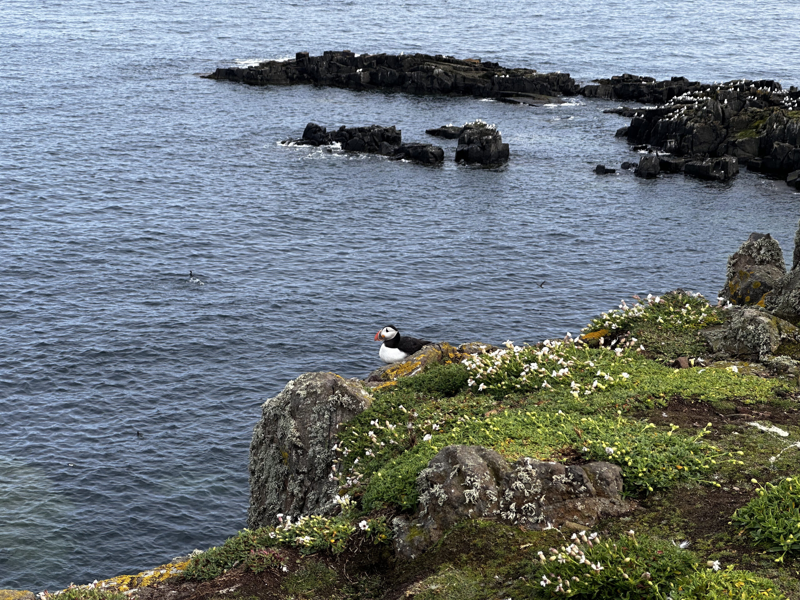 2023 蘇格蘭小島遊記 Isle of May – 初夏限定的賞海鸚(Puffin)之旅